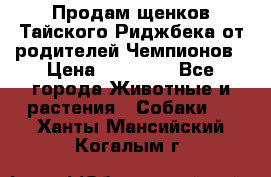 Продам щенков Тайского Риджбека от родителей Чемпионов › Цена ­ 30 000 - Все города Животные и растения » Собаки   . Ханты-Мансийский,Когалым г.